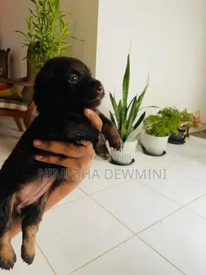 Dachshund Puppy