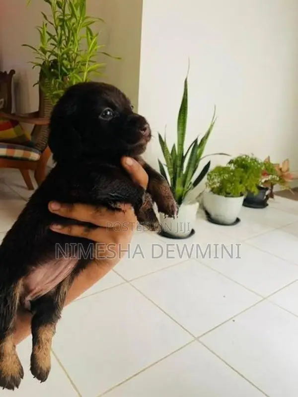 Dachshund Puppy
