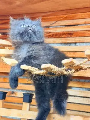 Persian Kittens