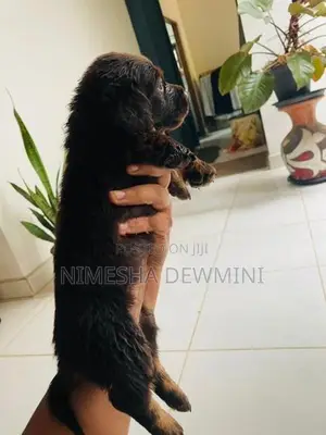 Dachshund Puppy