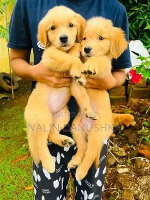 Golden Retriever Puppies