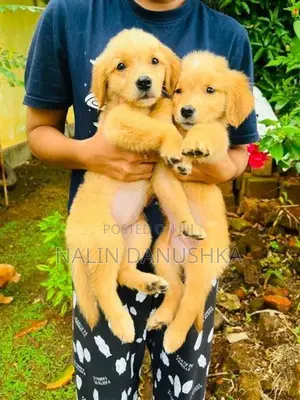 Golden Retriever Puppies