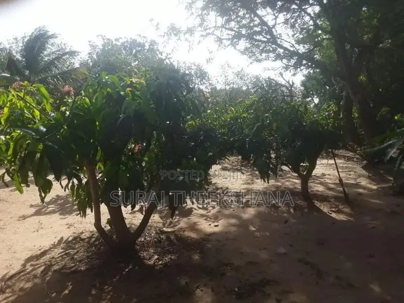 Land for Sale in Sella Kataragama with 100 Mango Trees