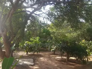 Land for Sale in Sella Kataragama with 100 Mango Trees