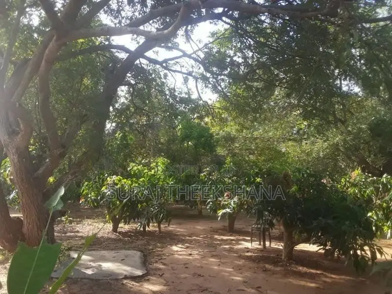 Land for Sale in Sella Kataragama with 100 Mango Trees
