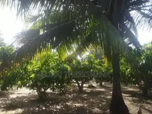 Land for Sale in Sella Kataragama with 100 Mango Trees