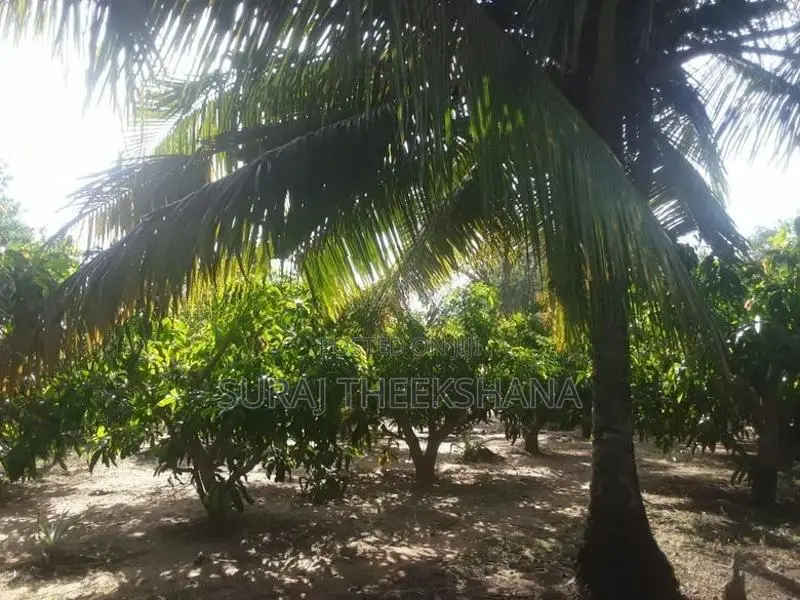 Land for Sale in Sella Kataragama with 100 Mango Trees