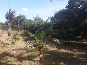 Land for Sale in Sella Kataragama with 100 Mango Trees