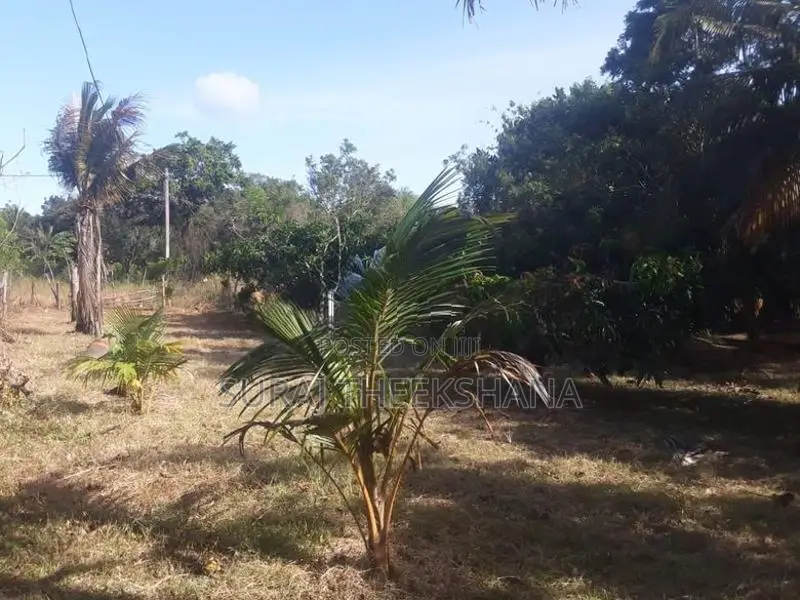 Land for Sale in Sella Kataragama with 100 Mango Trees