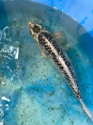 Koi 9 - 12 inches