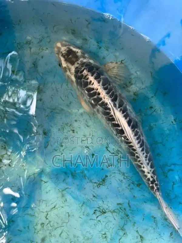 Koi 9 - 12 inches