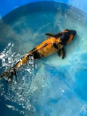Koi 9 - 12 inches