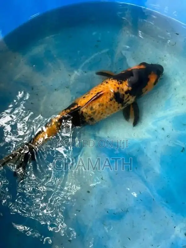 Koi 9 - 12 inches