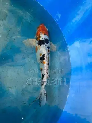 Koi 9 - 12 inches