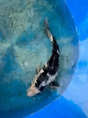 Koi 9 - 12 inches