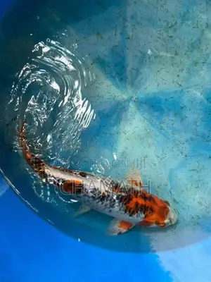 Koi 9 - 12 inches