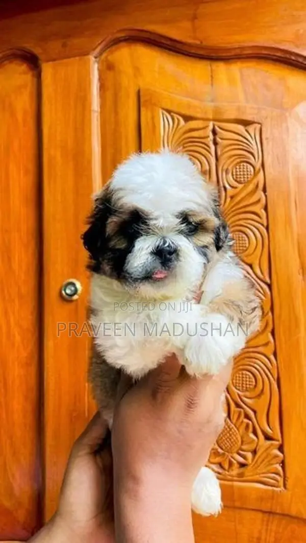 Shih Tzu Puppies