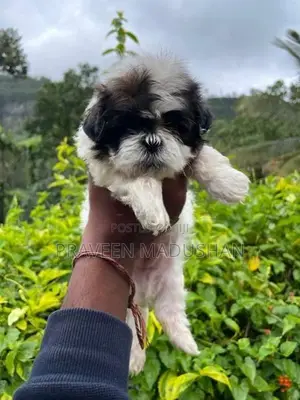 Shih Tzu Puppies
