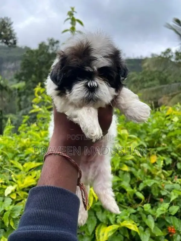 Shih Tzu Puppies