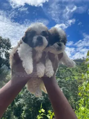 Shih Tzu Puppies