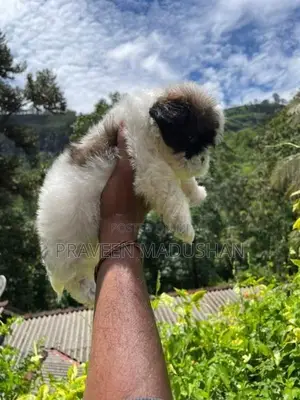 Shih Tzu Puppies