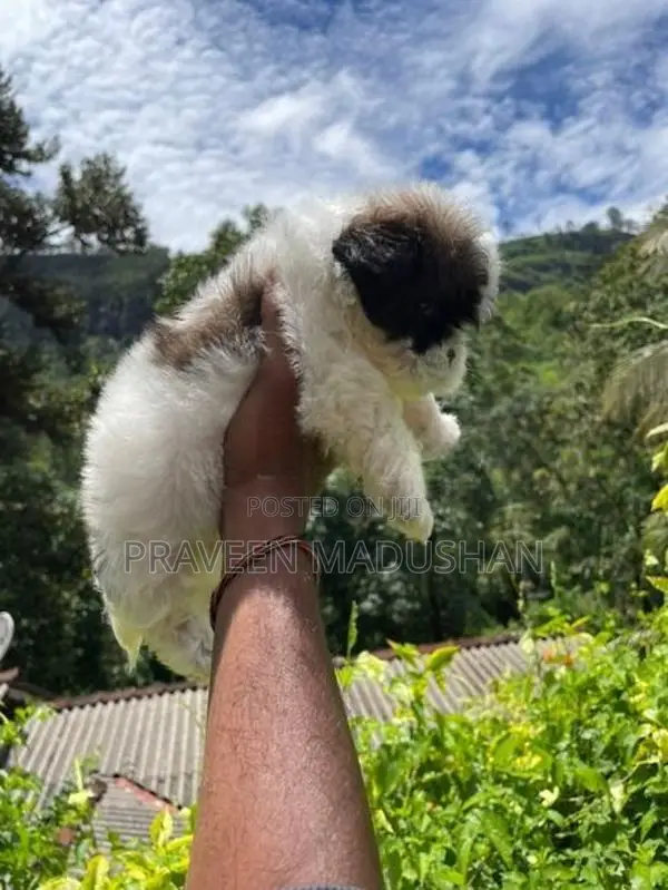 Shih Tzu Puppies