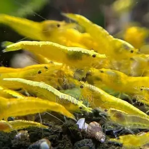 Yellow Shrimp