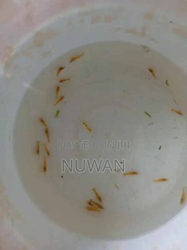 Yellow Shrimp