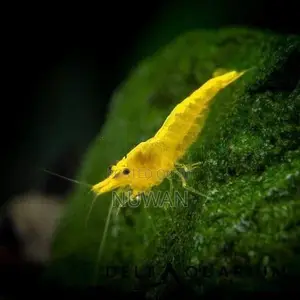 Yellow Shrimp