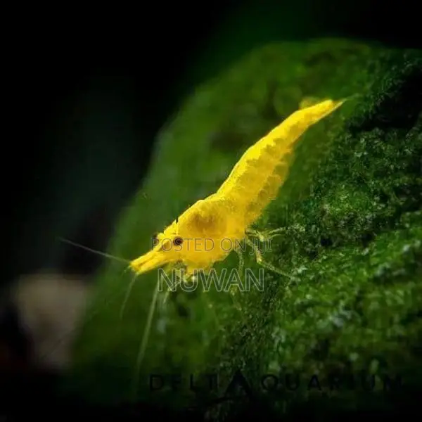 Yellow Shrimp