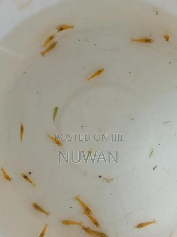 Yellow Shrimp