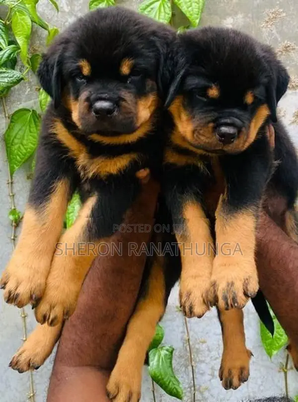 Rottweiler Puppy