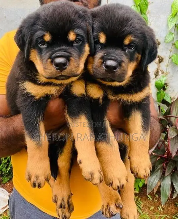 Rottweiler Puppy