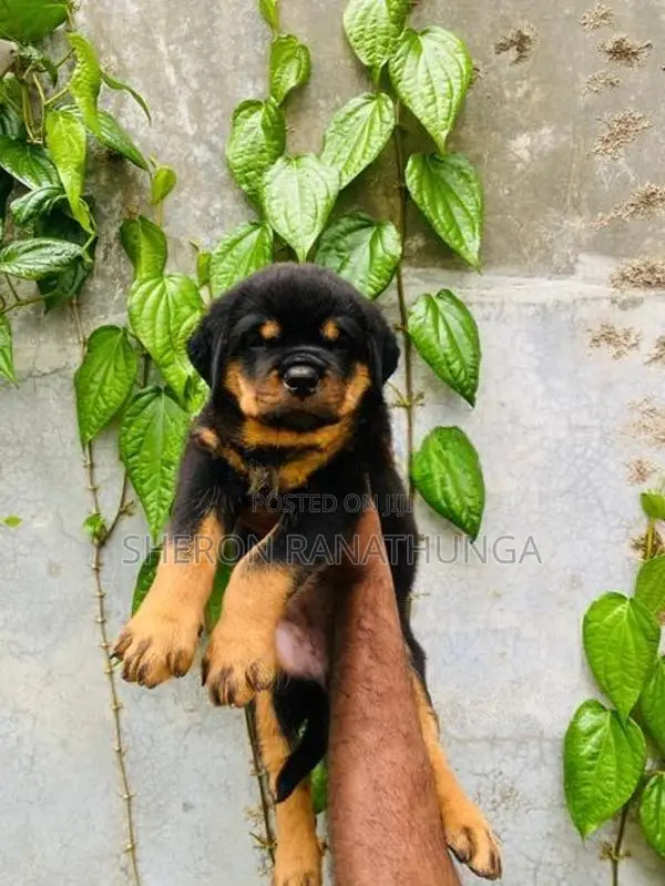 Rottweiler Puppy