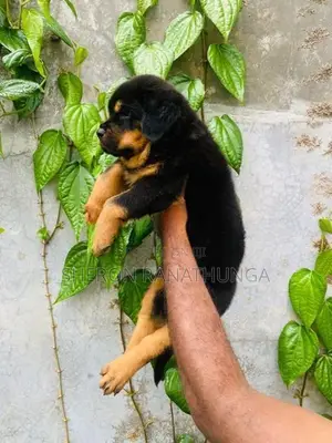 Rottweiler Puppy