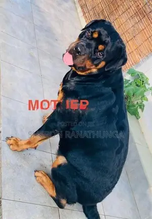 Rottweiler Puppy