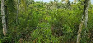 Land For Sale in Baddegama(SSPL-441)