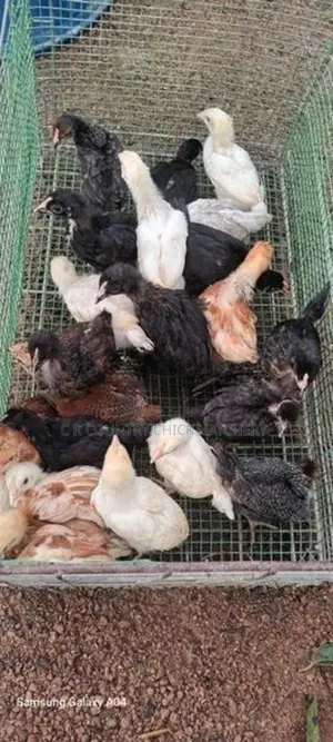 කිකිලි පැටවු