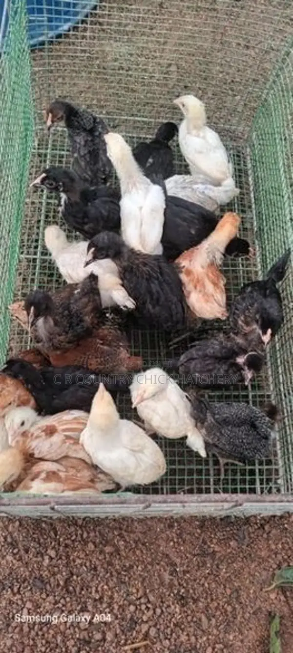 කිකිලි පැටවු
