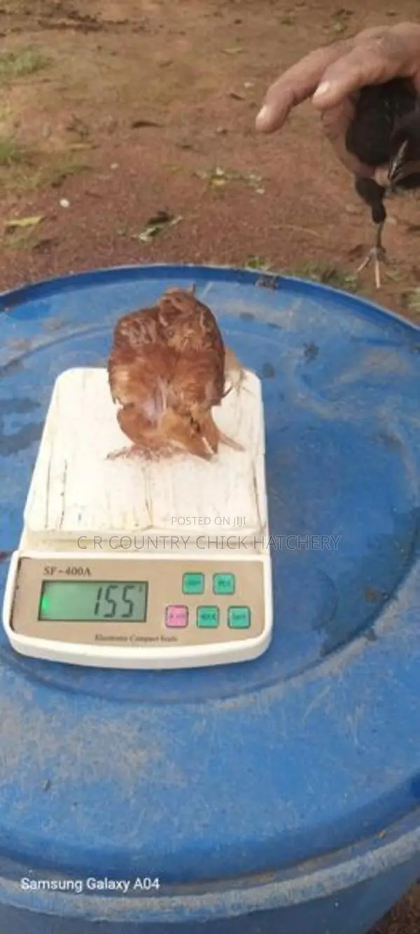 කිකිලි පැටවු