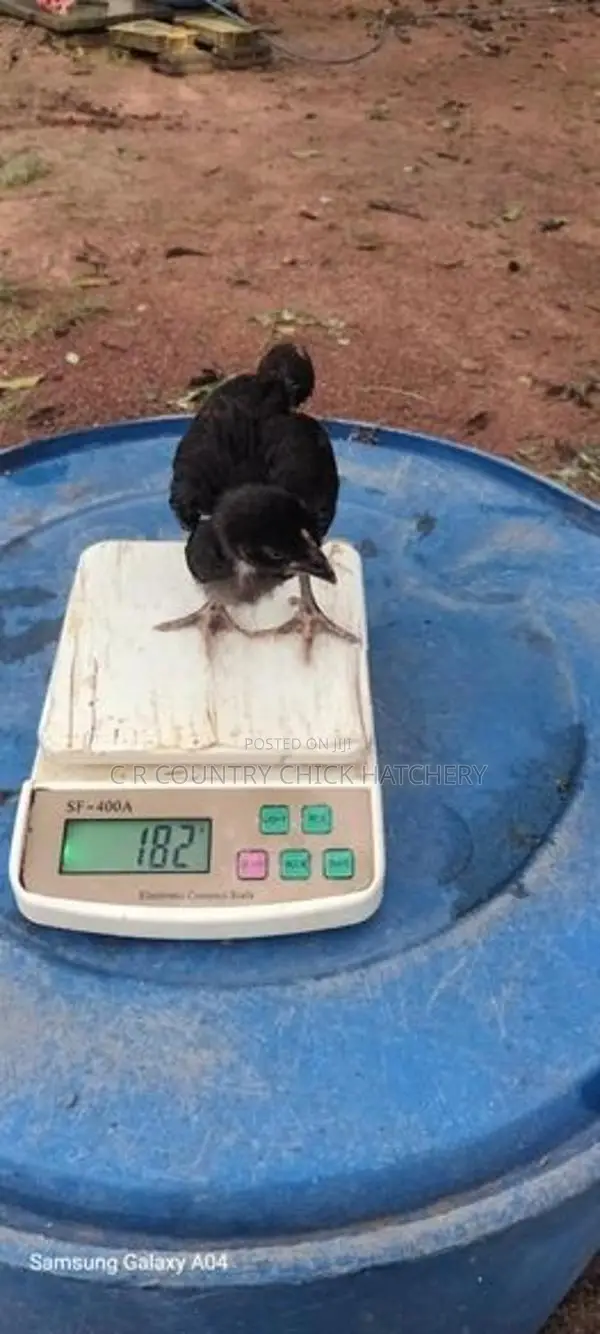 කිකිලි පැටවු