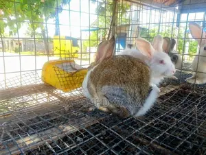 முயல்