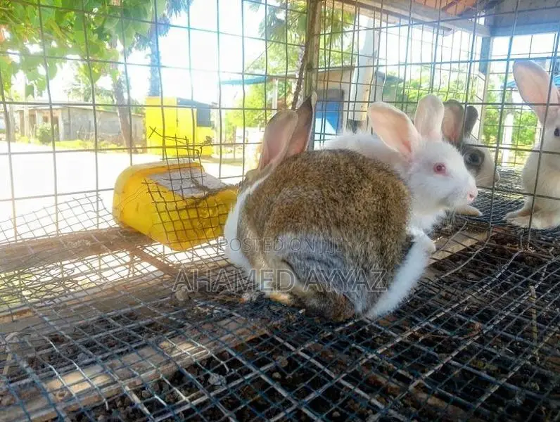 முயல்