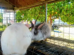 முயல்
