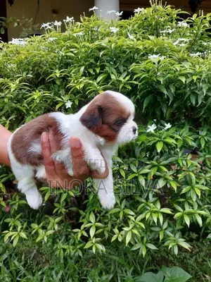 Shih Tzu Puppy