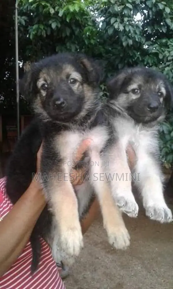 Lion German Shepherd Puppies