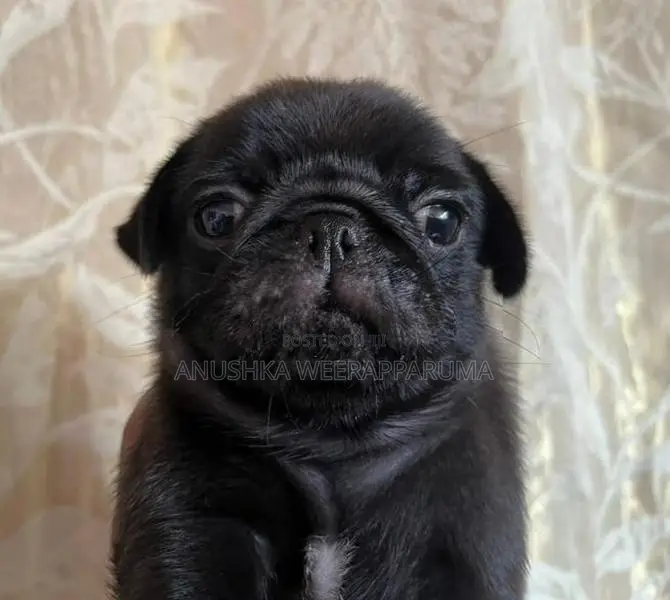 Pug Puppies