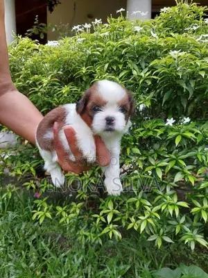 Shih Tzu Puppy