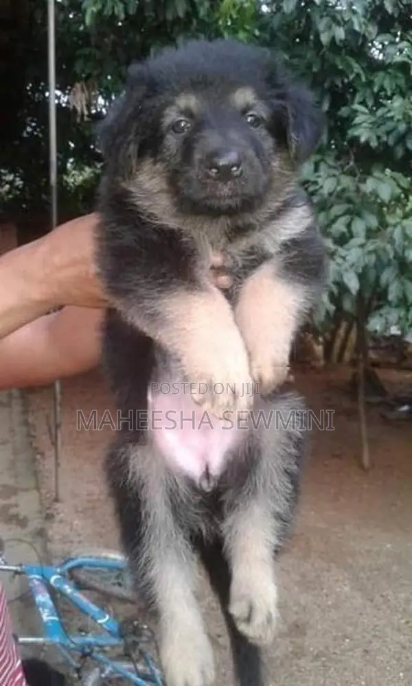 Lion German Shepherd Puppies