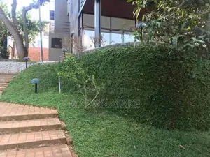 Malaysian Grass